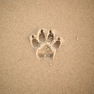 Beachside Paws